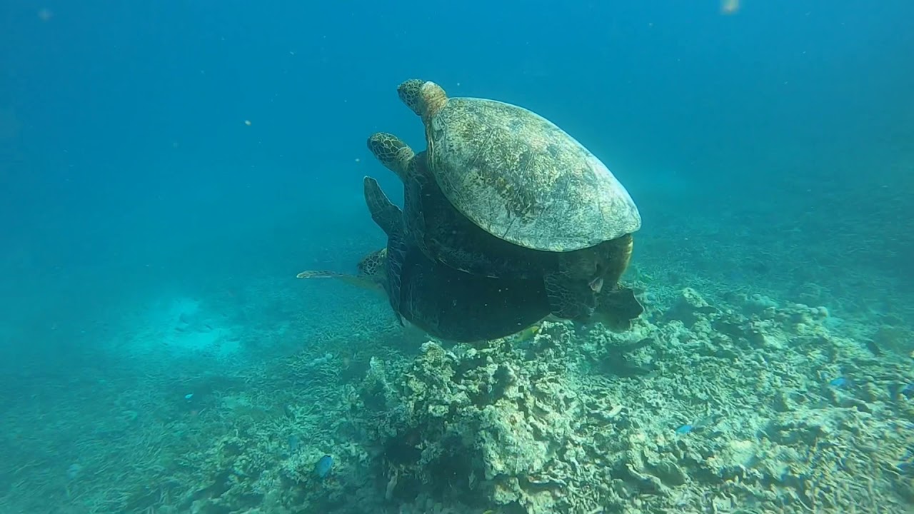 „Schildkröten-Transport per Taxi: Eine tierische Reise durch den Ozean“