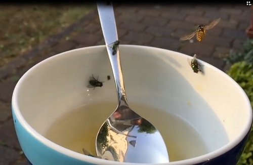 Wespen und Schmeißfliegen in 240 FPS