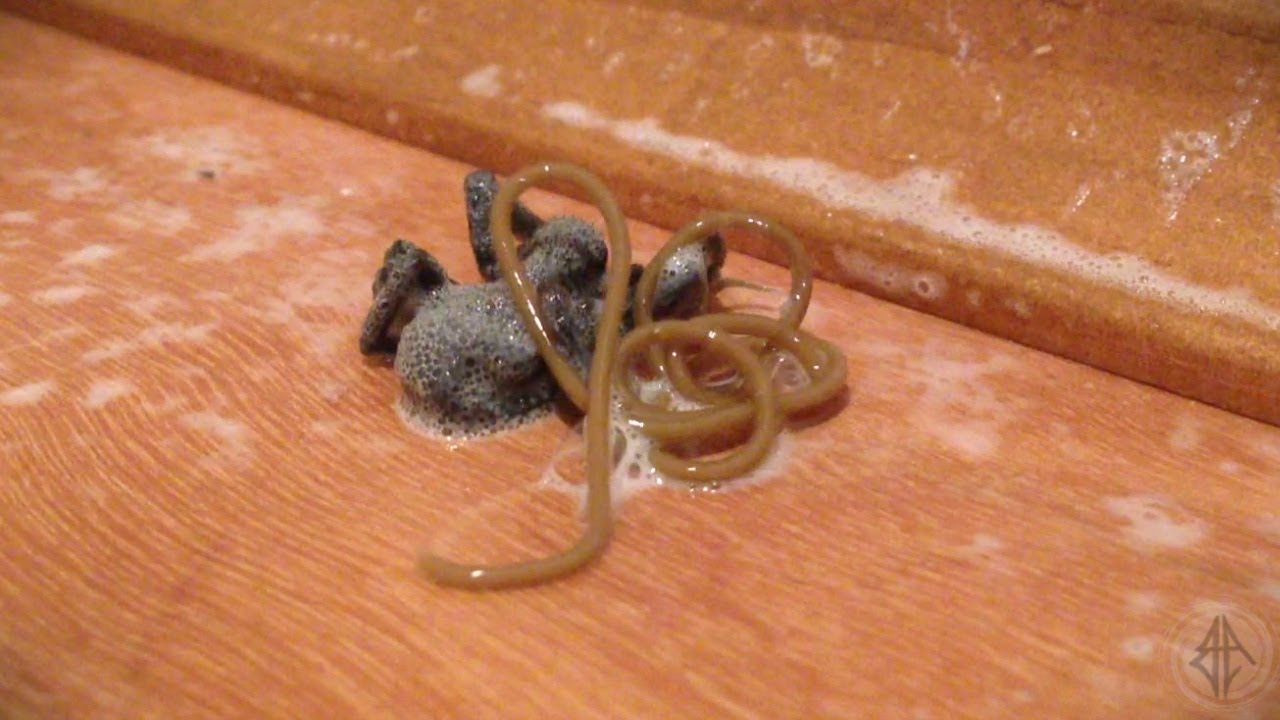 Spinnenwurm verlässt seine getötete Wirtspinne