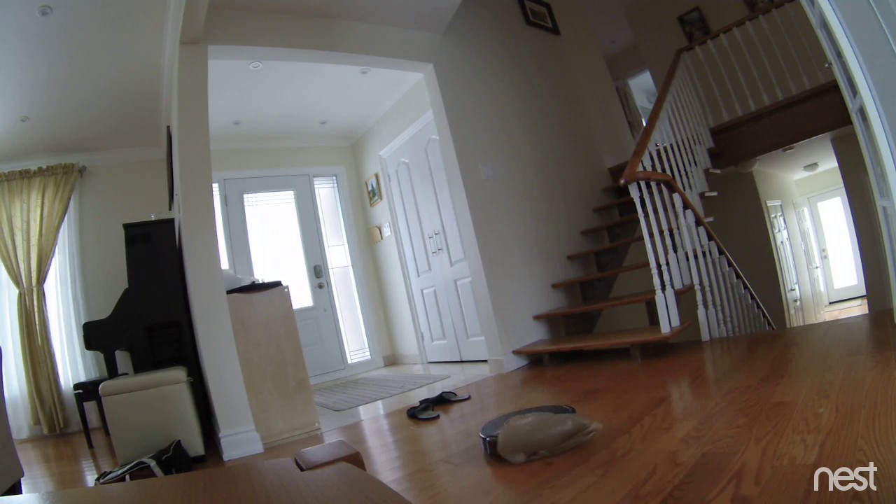 Staubsaugerroboter vs. Treppe + Katze