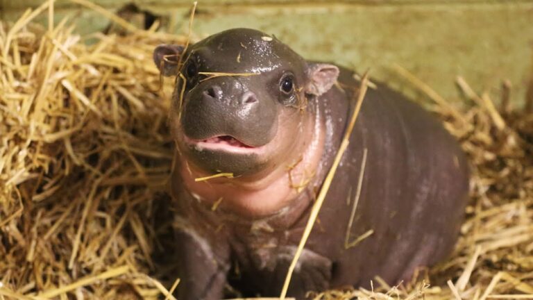 Süßes Baby-Nilpferd erobert die Herzen der Besucher