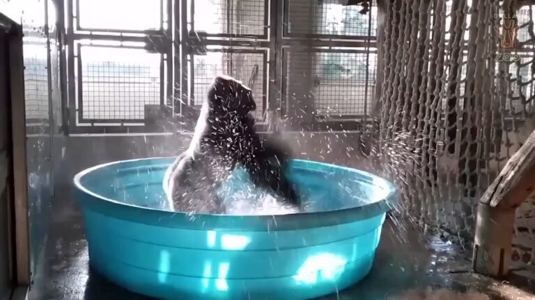 Gorilla tanzt zu Maniac: Das irre Video, das dich zum Mitwippen bringt!
