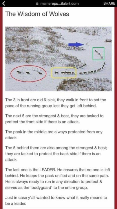 the wisdom of wolves
