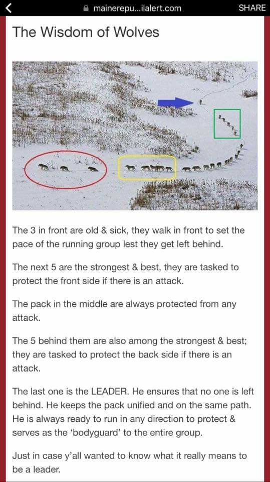 Der Wolf Pack Behavior FAKE