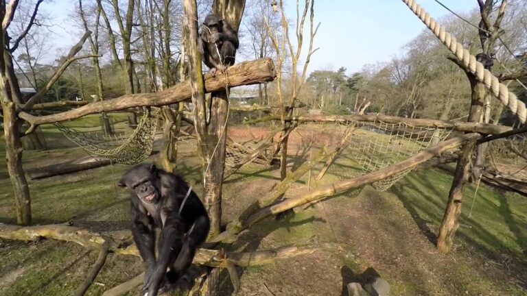 Tiere attackieren Drohnen