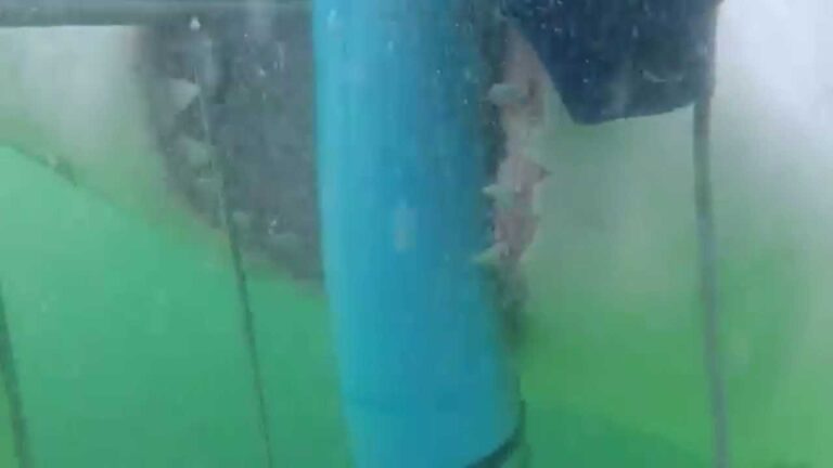 Weißer Hai greift Käfig beim „Sharkdiving“ an