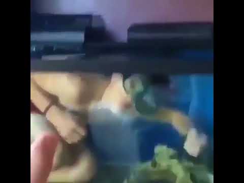 Wenn der Bruder ins geliebte Aquarium taucht