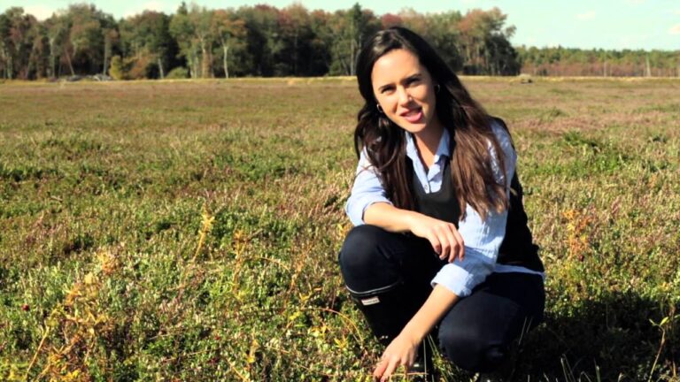 Wie werden Cranberries geerntet?