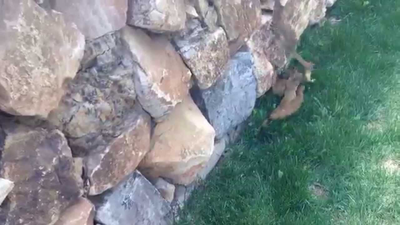 Wieselfamilie folgt Wieselmutter