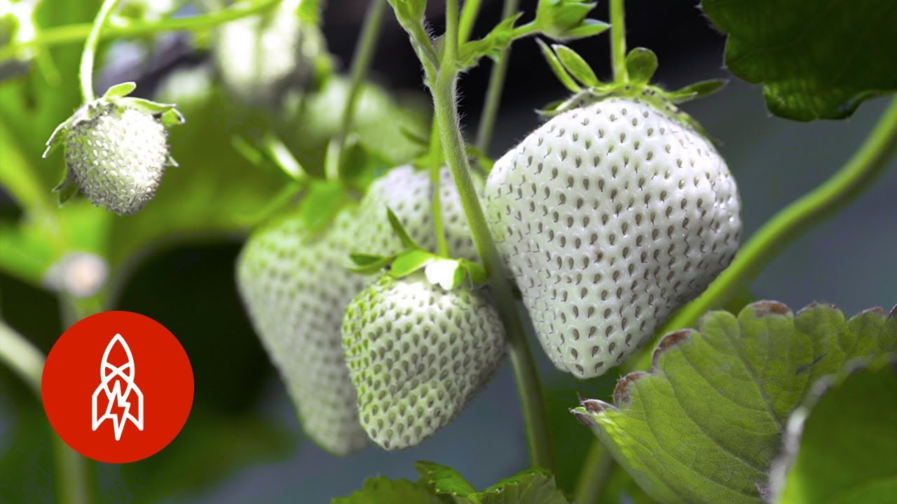Yasuhito Teshima baut weiße Erdbeeren an