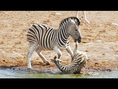 Zebra Hengst will den Nachwuchs ersäufen